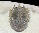 Undescribed Trilobite (aff Bojoscutellum) - Very Rare #46439-1